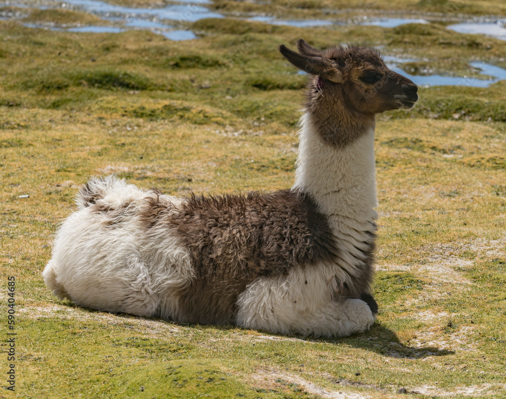 Fototapeta premium LLama in a field in the High Desert of Bolivia.