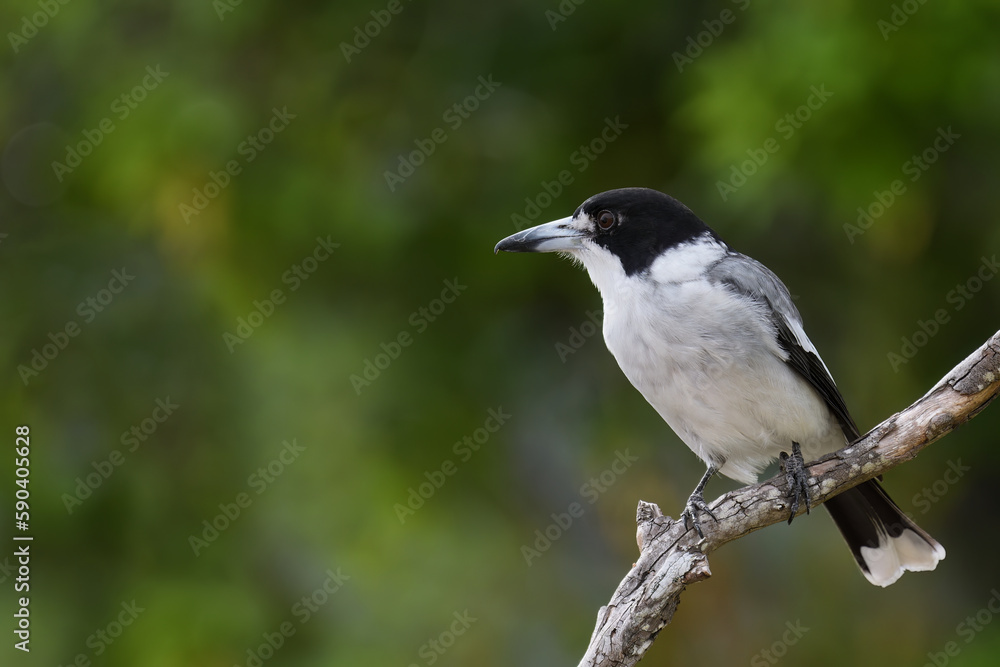 Australian adult Grey Butcherbird -Cracticus torquatus- perched tree branch relaxing colourful green bokeh background Australian adult Grey Butcherbird -Cracticus torquatus- perched tree branch relaxing colourful green bokeh background