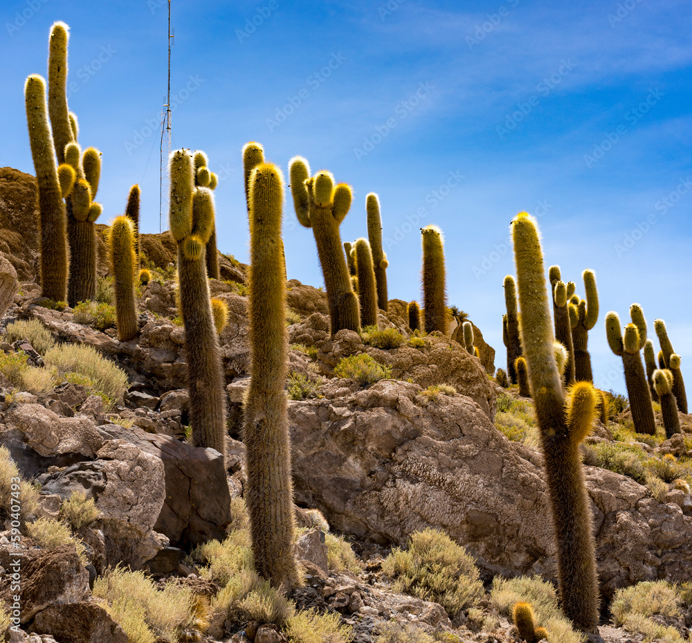 Cactuses line a hilly outcrop on the Bolivian Salt Flat in Uyuni. Cactuses line a hilly outcrop on the Bolivian Salt Flat in Uyuni.