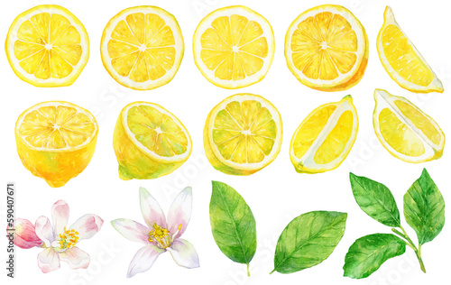 水彩画イラスト　レモンの素材　輪切りとカットレモンと葉と花 © よしだなみこ / Namiko Y
