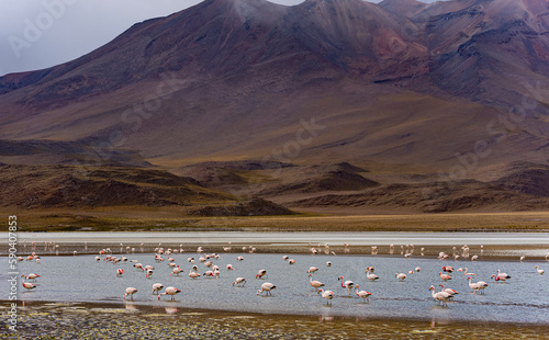 Many flamingos in a shallow lake in Bolivia, with majestic brown hills in the background.