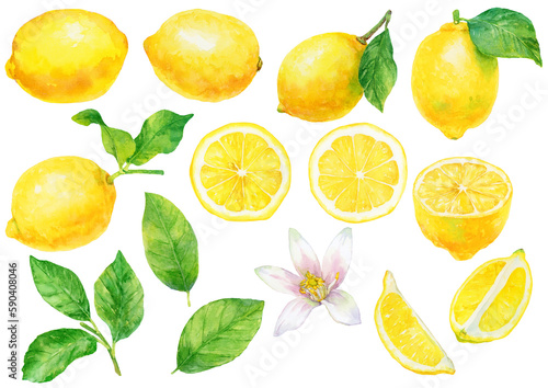 Fototapete レモンの実と葉と花の水彩画イラスト 素材集