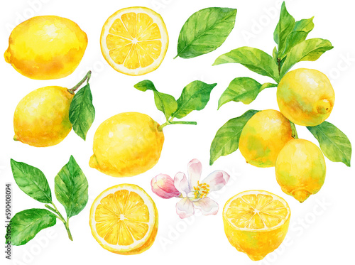 レモンの実と葉と花の水彩画イラスト 素材集 © よしだなみこ / Namiko Y