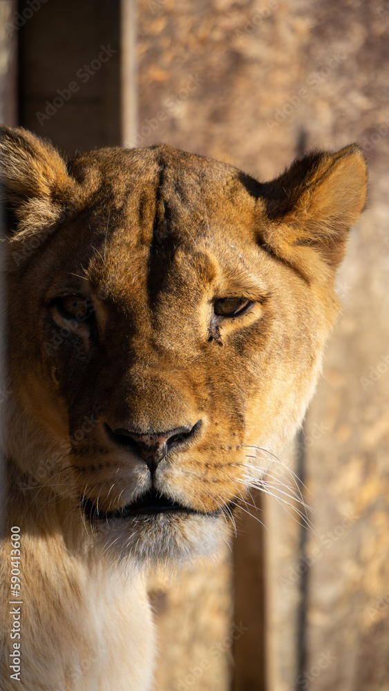 Fototapeta premium Direct gaze of a lioness