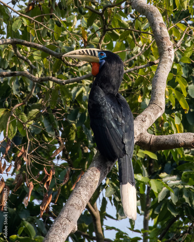 A female rufous-necked hornbill or Aceros nipalensis observed in Latpanchar in West Bengal, India