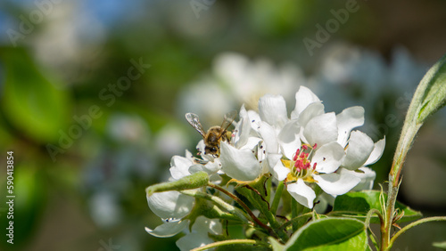 A bee pollinating a pear flower