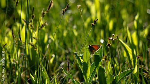 Aglia tau in the middle of a green meadow in May