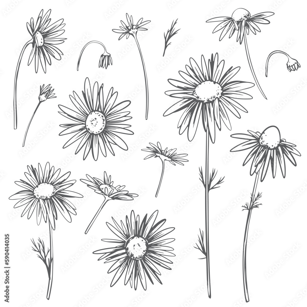 Chamomile flowers set. Vector linear illustration isolated on white background. Line art, engraving style. Medicinal plant, ingredient in herbal tea and natural cosmetics.