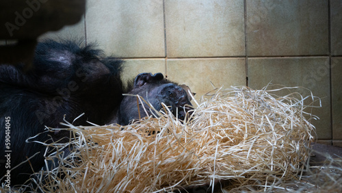Sad chimpanzee resting in the zoo