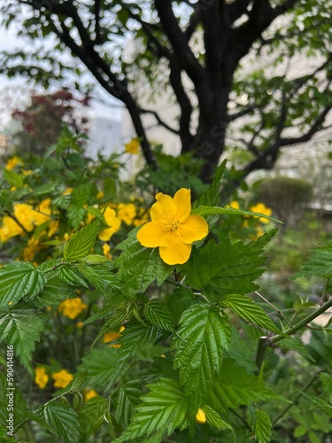 黄色い花、黄色い山吹の花、黄色い五弁の花、季語に使う花、春に咲く花