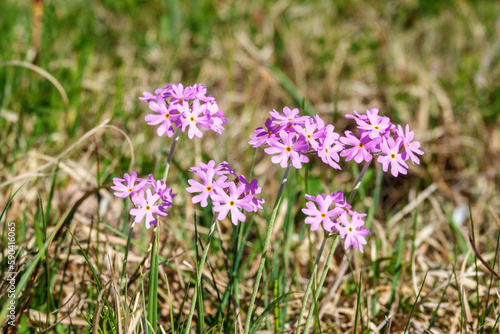 Bird's-eye primrose flower on a meadow