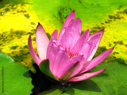 pink water lily