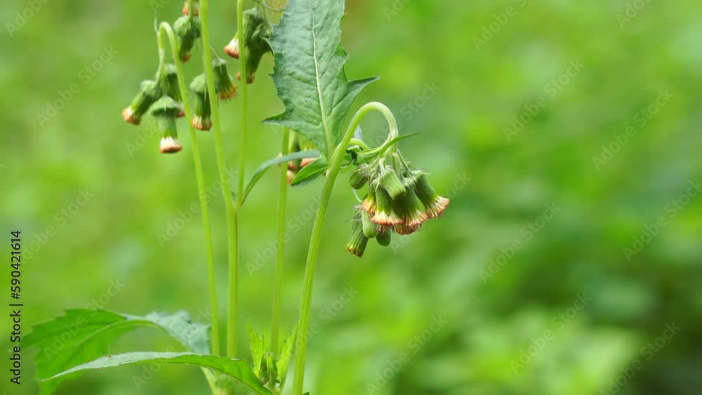 crassocephalum crepidioides, (also called fireweed, ebolo, thickhead, redflower ragleaf, sintrong, sentrong). Its fleshy, mucilaginous leaves and stems are eaten as a vegetable. crassocephalum crepidioides, (also called fireweed, ebolo, thickhead, redflower ragleaf, sintrong, sentrong). Its fleshy, mucilaginous leaves and stems are eaten as a vegetable.