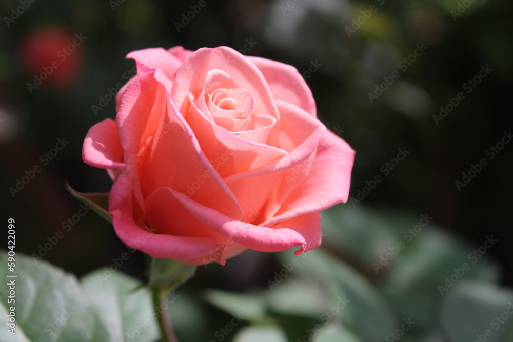 pink rose in garden with a selective focus pink rose in garden with a selective focus