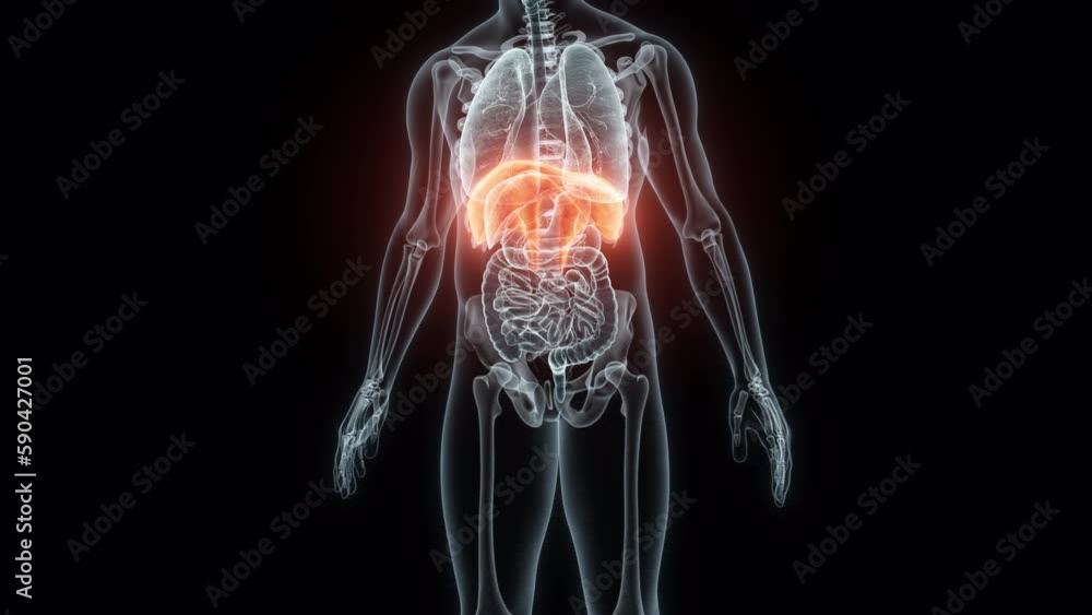3D rendering Medical Animation of a Human Diaphragm.X-ray of a Diaphragm 3D rendering Medical Animation of a Human Diaphragm.X-ray of a Diaphragm