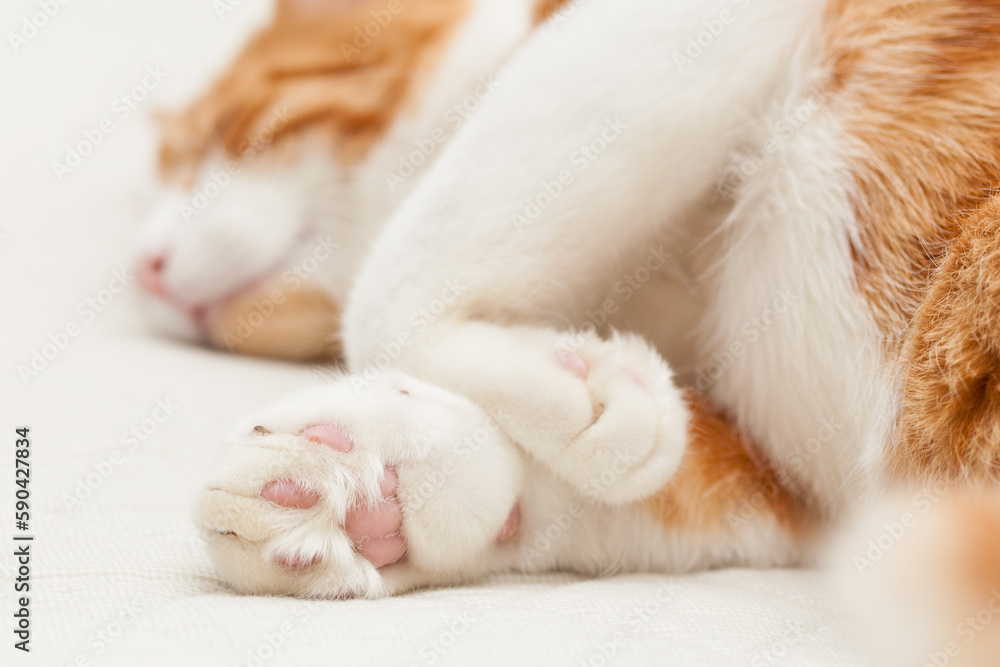 Domestic yoing cat in bandage with broken paw Domestic yoing cat in bandage with broken paw