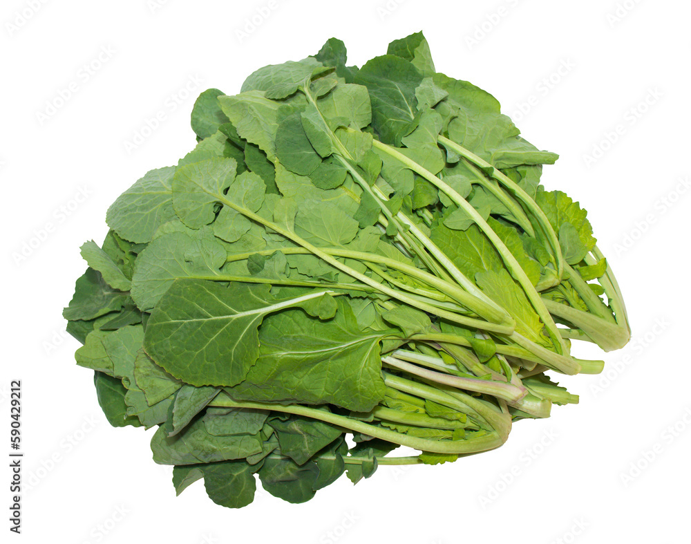 Rapeseed(canola) leafy vegetables isolated on a png background. Rapeseed(canola) leafy vegetables isolated on a png background.