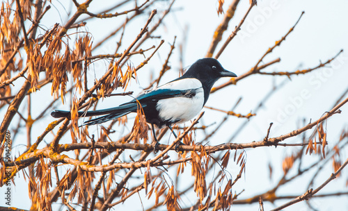 Beautiful Magpie is sitting on the branch in sunset. Magpie (Pica pica) 