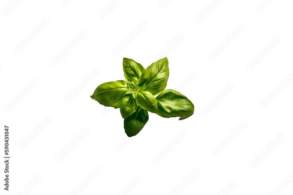 Fresh basil png transparent photo Fresh basil png transparent photo