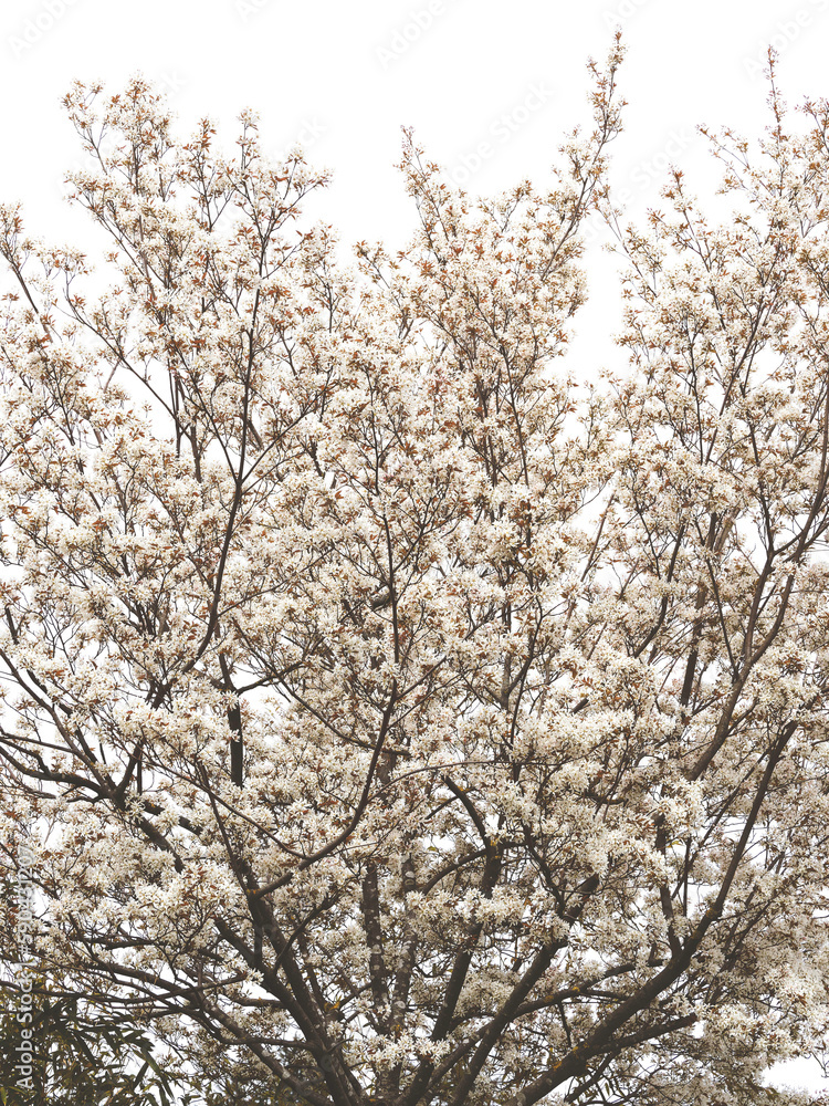 Amélanchier de Lamarck ou néflier des rochers (Amelanchier lamarckii). Arbuste aux grappes de fleurs à pétales étoilés, blancs sur des rameaux souples au feuillage bronzé et denté
Amélanchier de Lamarck ou néflier des rochers (Amelanchier lamarckii). Arbuste aux grappes de fleurs à pétales étoilés, blancs sur des rameaux souples au feuillage bronzé et denté