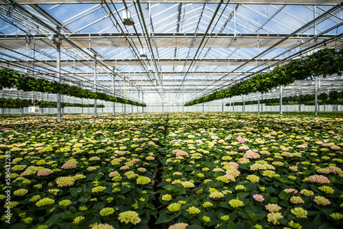 Greenhouse with flowers. The industry of growing plants in greenhouses. Hydrangea in pots