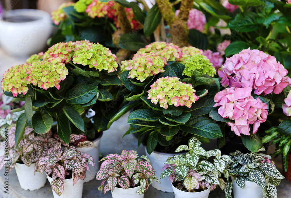 potted hydrangeas potted hydrangeas