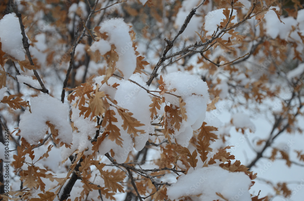 snow covered tree snow covered tree