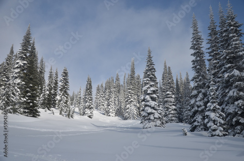snow covered trees © Aaron
