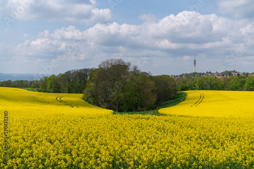 A rapeseed yellow field and a green tree in the middle. Spring flowering tree against the background of a hill with yellow rapeseed. Near Dresden, Saxony, Germany