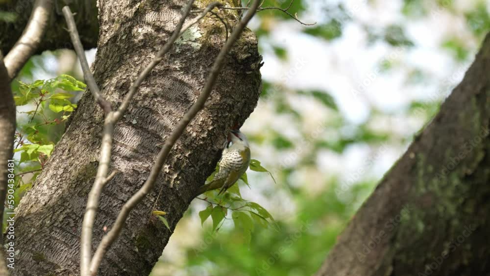 japanese green woodpecker is digging his nest japanese green woodpecker is digging his nest