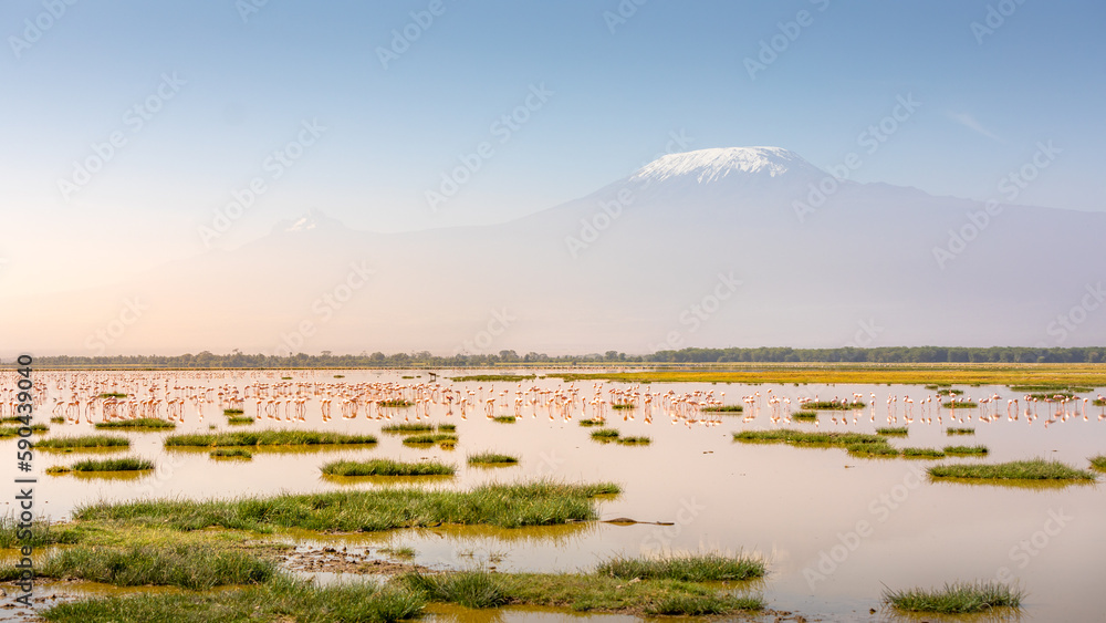 Φωτογραφία A flock of lesser Flamingo (Phoenicopterus minor) foraging with Kilimanjaro in the back, Amboseli National Park, Kenya