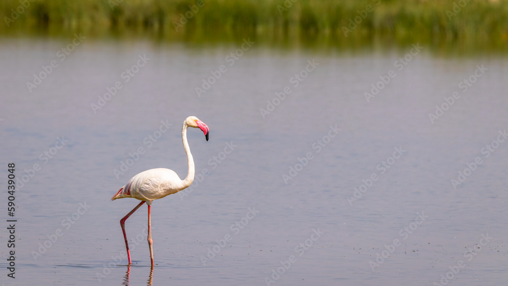 Greater Flamingo ( Phoenicopterus ruber roseus), Amboseli National Park, Kenya.
