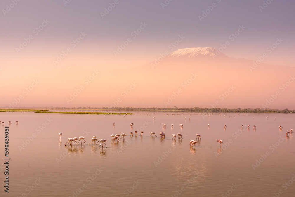 A flock of lesser Flamingo (Phoenicopterus minor) foraging at dawn with Kilimanjaro in the back, Amboseli National Park, Kenya.