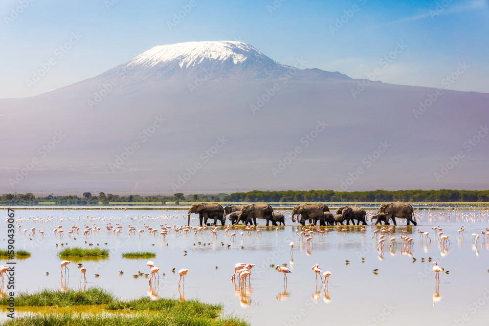 Mount Kilimanjaro with a herd of elephants walking across the foreground. Amboseli national park, Kenya. - obrazy, fototapety, plakaty 