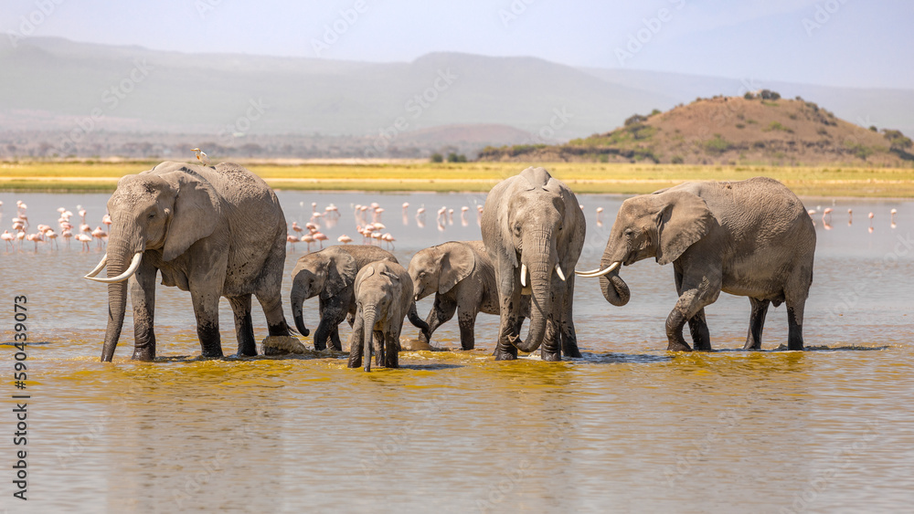 Fototapeta premium A herd of elephant ( Loxodonta Africana) walking in the water, Amboseli National Park, Kenya.