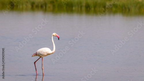 Greater Flamingo ( Phoenicopterus ruber roseus), Amboseli National Park, Kenya.