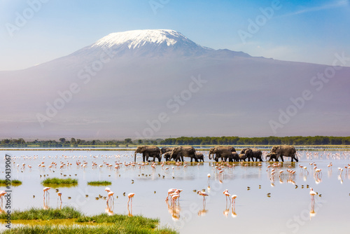 Mount Kilimanjaro with a herd of elephants walking across the foreground. Amboseli national park, Kenya. photo