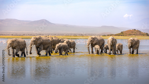A herd of elephant ( Loxodonta Africana) walking in the water, Amboseli National Park, Kenya.
