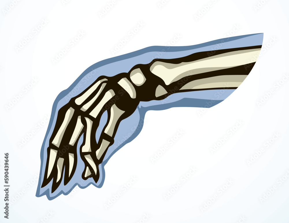 Obraz premium Vector drawing. Bones of the hand
