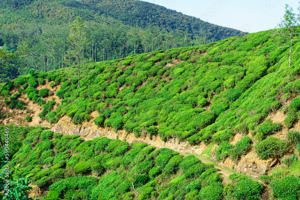 Tea plantation on a hill in Nuwara Eliya