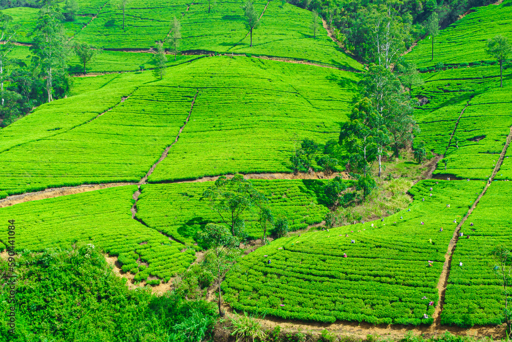 Tea bushes on hillsides and workers picking tea
