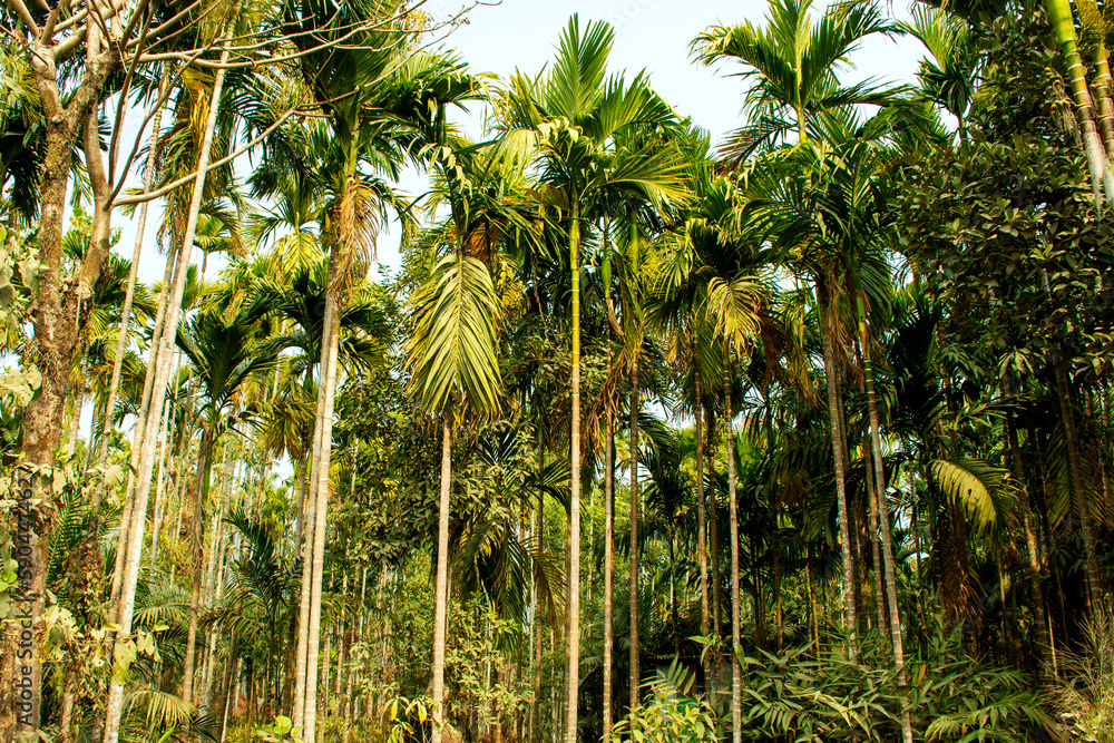 Landscape of Betel nut palm tree forest Landscape of Betel nut palm tree forest