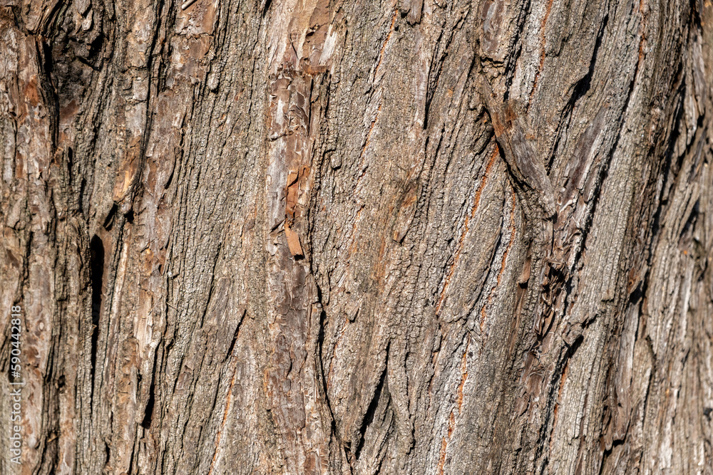 Tree bark brown color with detail background texture. Wooden stump, blank tree skin. Copy space Tree bark brown color with detail background texture. Wooden stump, blank tree skin. Copy space