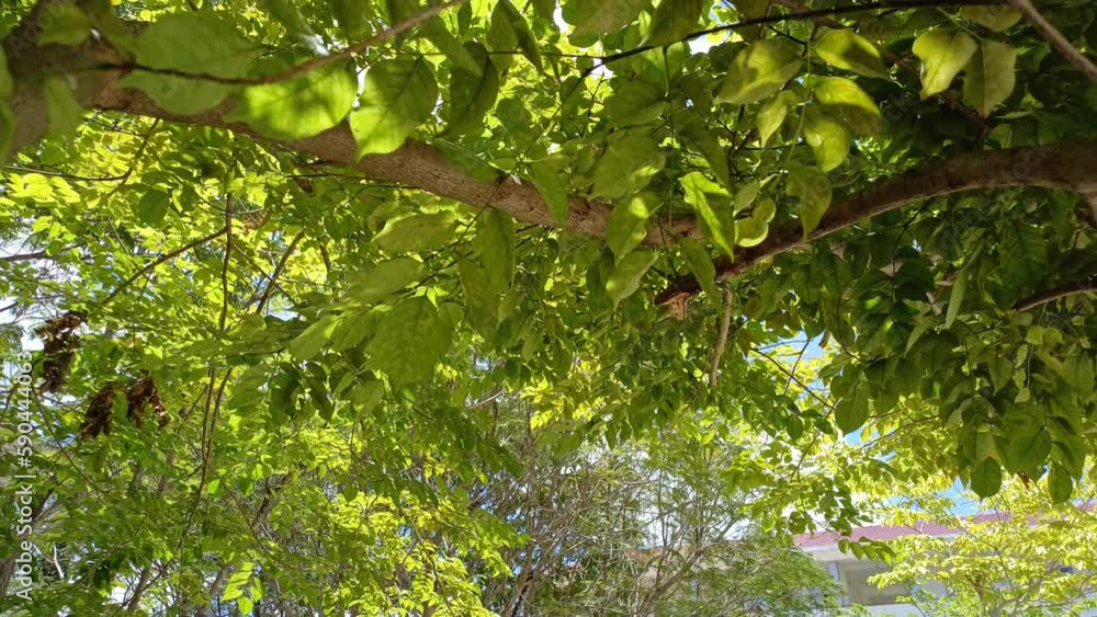 The sun brightly shines through the branches of a majestic green tree The sun brightly shines through the branches of a majestic green tree
