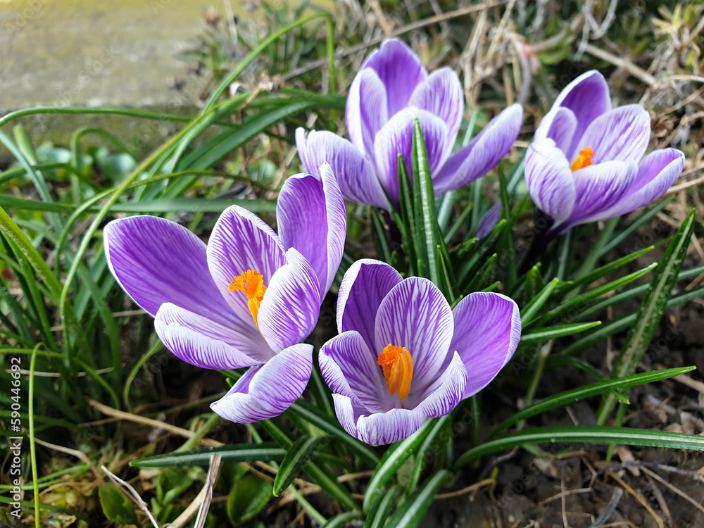 crocus plants at spring - violet flowers bloom closeup crocus plants at spring - violet flowers bloom closeup