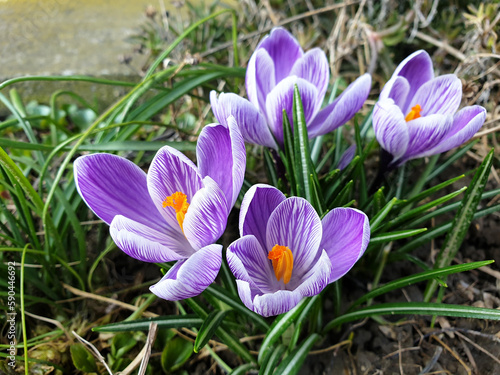 crocus plants at spring - violet flowers bloom closeup