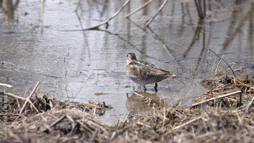 Snipe taking flight from swamp in Utah during spring. Snipe taking flight from swamp in Utah during spring.