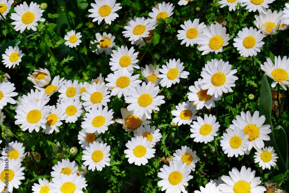 白い花 白い花