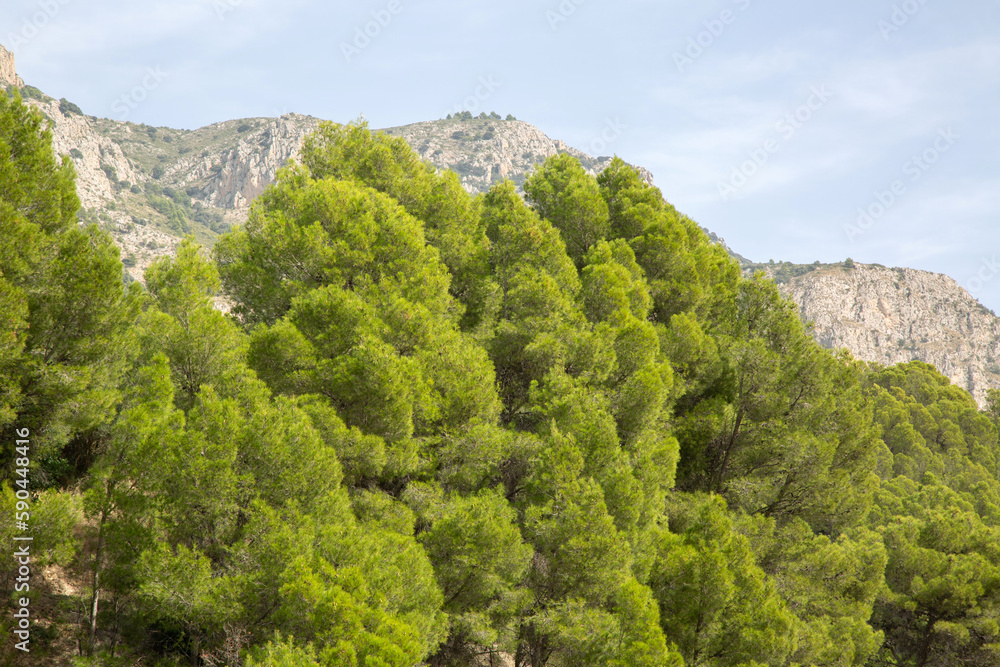 Pine Tree in Aixorta Mountain Range; Guadalest; Alicante; Spain