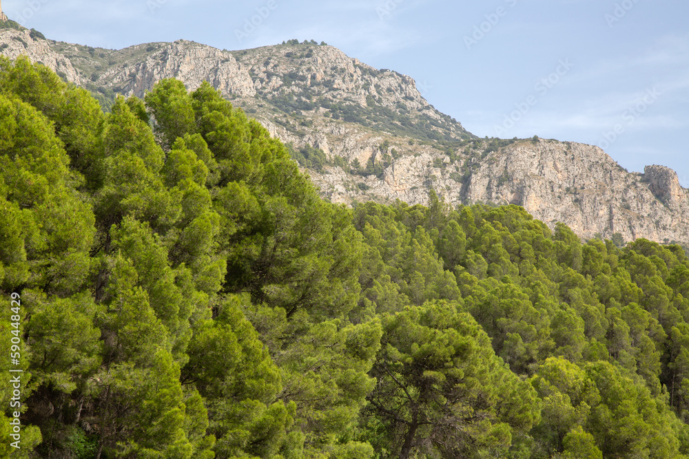 Pine Tree in Aixorta Mountain Range; Guadalest; Alicante; Spain